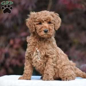 Timmy, Miniature Poodle Puppy